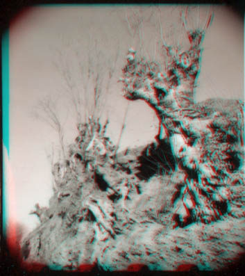 Trees, Spain